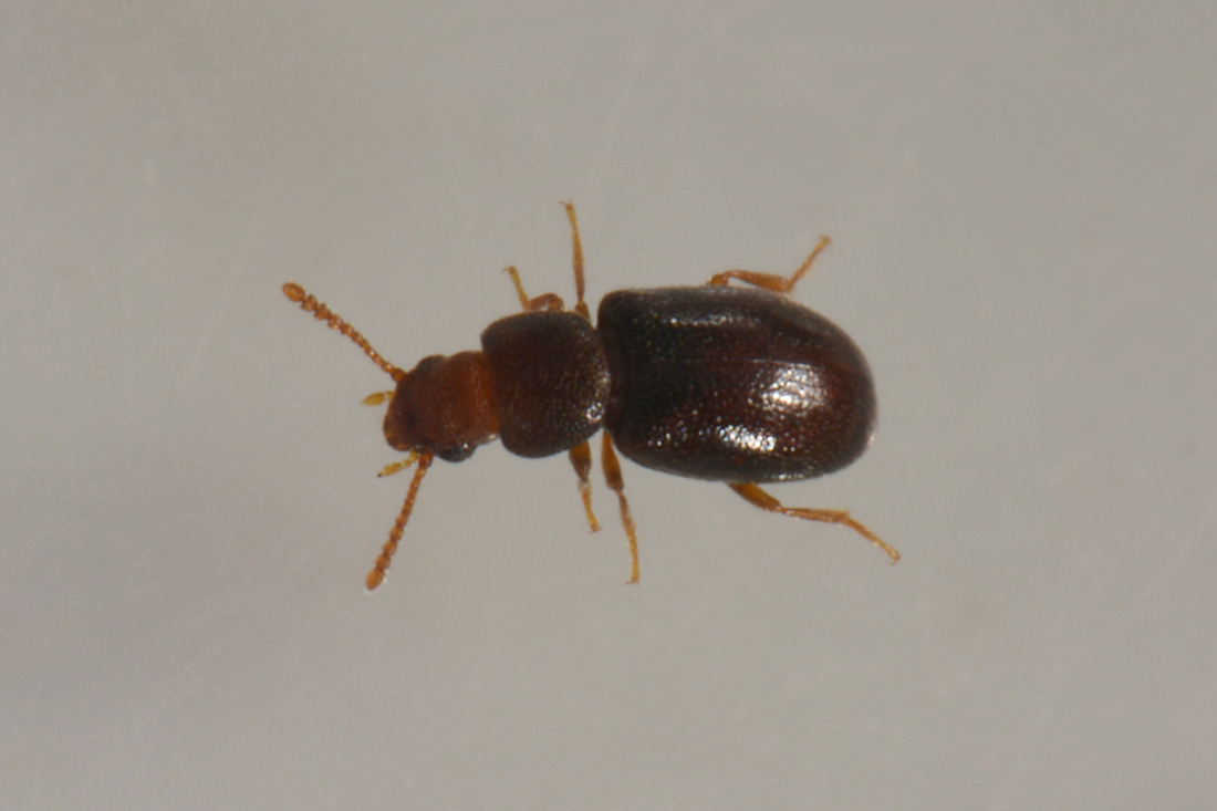 Piccolino in cerca di famiglia:  Myrmechixenus subterraneus (Tenebrionidae)